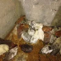 جوجه درشت دینور