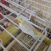 عروس هلندی نرماده مولد