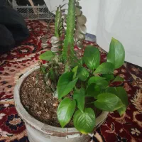 فروش گل خانگی