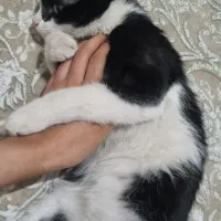 واگذاری گربه