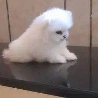 سه عدد سگ پامر خرسی اصیل|سگ|نسیم‌شهر, |دیوار