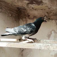 کفتر پرشی گرفتنی