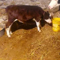 گوساله گوساله ارکک