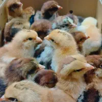 جوجه یک روزه درجه یک گلپایگان