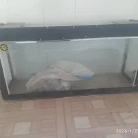 آکواریوم سالم