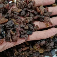 کشمش|خوردنی و آشامیدنی|زابل, |دیوار