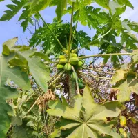 فروش نهال های استوایی|گل و گیاه طبیعی|جیرفت, |دیوار