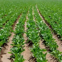 سرکارگر کشاورزی