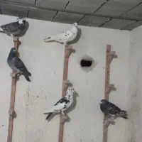 کفتر پلاکی جنگی