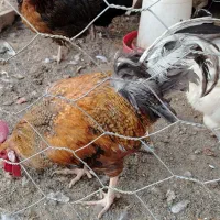 مرغ|حیوانات مزرعه|عطاملک, |دیوار