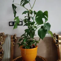 برگ انجیری نخل مرداب سانسوریا آلئورا شاخ بزی گل یخ