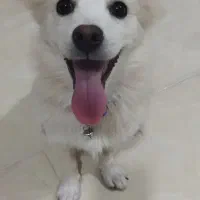 سگ پامر اشپیتز|سگ|قشم, |دیوار