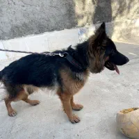 ژرمن شپرد شولاین اصیل بالغ|سگ|بجنورد, |دیوار