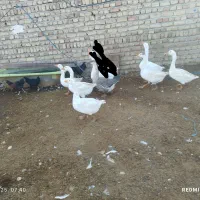 تعداد ۱۴ عدد غو غاز ودورور۲۰ تا مرغ وخروس محلی|حیوانات مزرعه|تاکستان, |دیوار