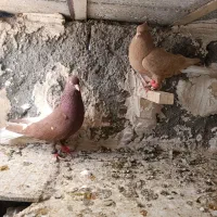 دم سفید جفت