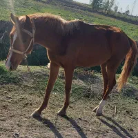 کره.اسب|اسب و تجهیزات اسبسواری|مینودشت, |دیوار