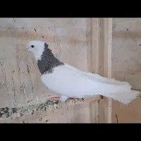 کبوتر رنگی|پرنده|ضیاء آباد, |دیوار