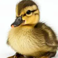 جوجه اردک ، نهال صنوبر  ، زیر قیمت تمام بازار