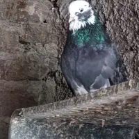 کبوتر پرشی|پرنده|سنگدوین, |دیوار