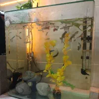 ماهی گوپی|ماهی|اندیشه, اندیشه فاز ۲|دیوار