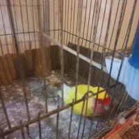 طوطی برزیلی