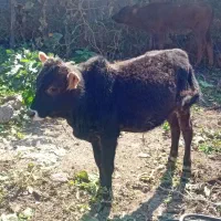 خریدارواقعی تماس بگیرد|حیوانات مزرعه|رامیان, |دیوار