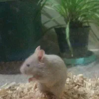 همستر بازیگوش