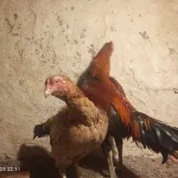 تخم مرغ نطفه دار اصل لاری|حیوانات مزرعه|تبریز, |دیوار