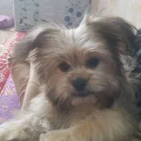 سگ زینتی