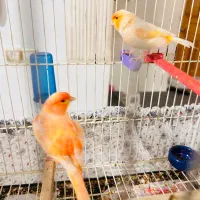 جفت قناری ردفاکتور ومزاییکی ارجینال بسیار زیبا