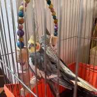 عروس هلندی سخنگو همراه چهار تخم|پرنده|قدس, شهرقدس|دیوار