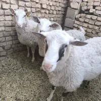 میش لاکن