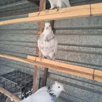 کبوتر طوقی|پرنده|سقز, |دیوار