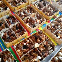 جوجه محلی گلپایگانی اصل و جوجه اردک پکنی گوشتی