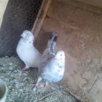 چند جفت کبوتر پرشی