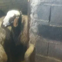 شک ورن|حیوانات مزرعه|نورآباد, |دیوار