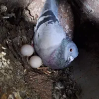 کبوتر پلاک اصل|پرنده|یاسوج, |دیوار