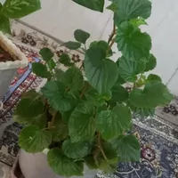چهار عدد گل طبیعی|گل و گیاه طبیعی|جوانرود, |دیوار