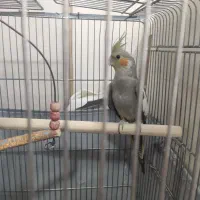 عروس هلندی نر|پرنده|تهران, دولاب|دیوار