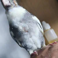 جوجه عروس هلندی خوشگل و زیبا