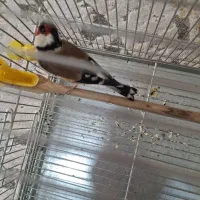 سهر نر مست