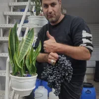 انگور سیاه دیم سردشت کردستان(( قریشی))|خوردنی و آشامیدنی|مشهد, رسالت|دیوار