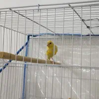 قناری لیمویی|پرنده|مشهد, ادیب نیشابوری (شهرک غرب)|دیوار