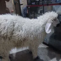 گوسفند ماده