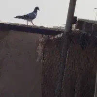 پلاکی|پرنده|باوی, |دیوار