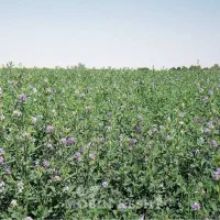 خرید وفروش  پرس یونجه