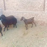 دوتا بز|حیوانات مزرعه|آران و بیدگل, |دیوار