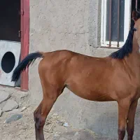 اسب|اسب و تجهیزات اسبسواری|سنندج, |دیوار