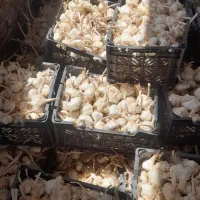 فروش سیر خشک یک