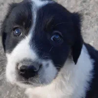 سگ ماده پوز کوتاه فروشی|سگ|آرادان, |دیوار